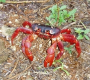 672px-Christmas_Island_red_crab