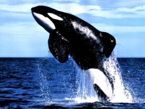 Orca-–-Uma-linda-Baleia-assassina.-