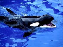 Orca-–-Uma-linda-Baleia-assassina.-8