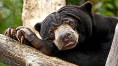 Urso-Preguiça-15