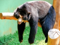 Urso-Preguiça-16
