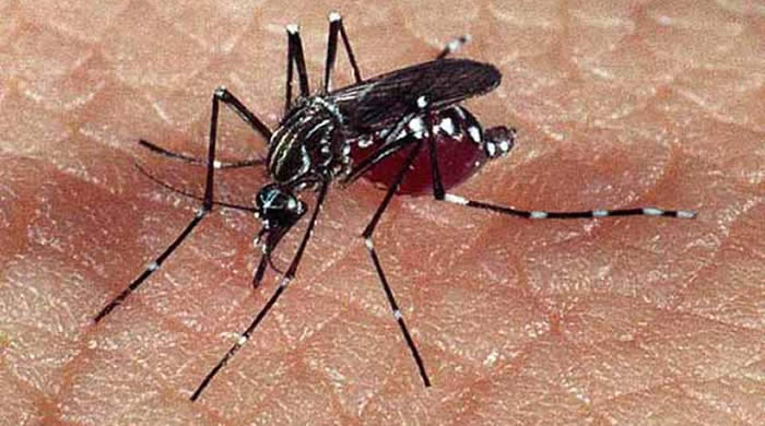 Epidemia de dengue: automedicação pode agravar a doençae levar a óbito